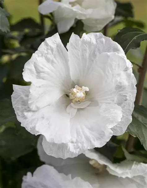 Hibiscus Syriacus White Pillar® S Garteneibisch White Pillar®s