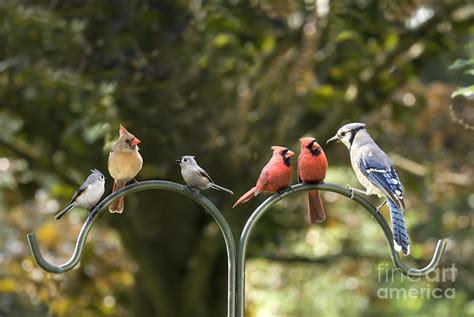 Bird Diversity Meeting Photograph by SAJE Photography - Pixels