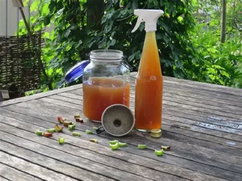 Comment Utiliser Le Purin De Rhubarbe Au Potager