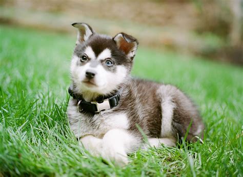 Alaskan Klee Kai - Puppies, Rescue, Pictures, Information, Temperament ...