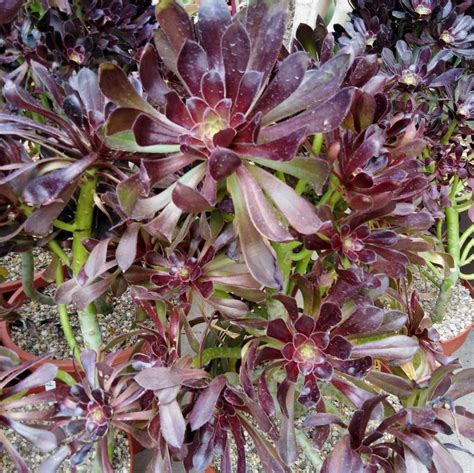 Aeonium Arboreum V Atropurpureum Xl Uhlig Kakteen Ber