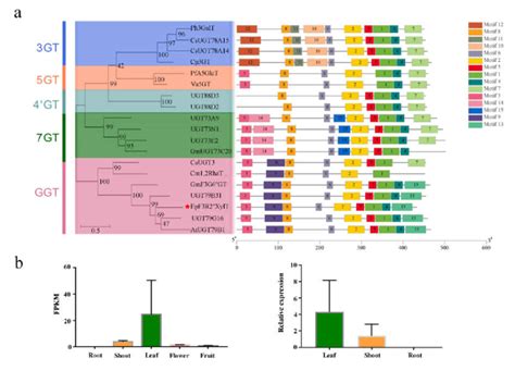 Phylogenetic Analysis Protein Motif And Expression Profile Of