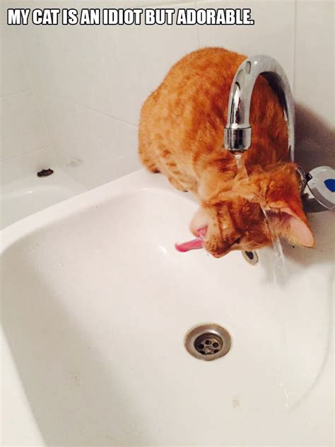 Dumb Cats That Will Make You Laugh