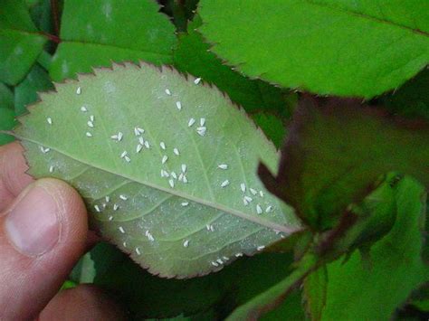 Plagas Comunes En El Cultivo De La Marihuana La Mosca Blanca