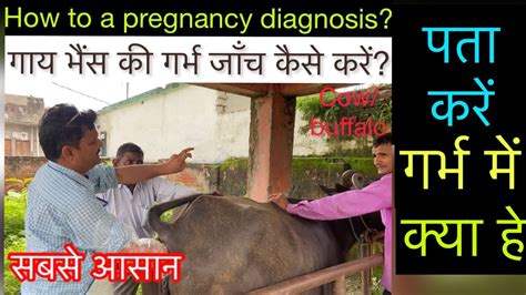 Pregnancy Diagnosis In Cow And Buffalo L गाय भैंस में गर्भ जाँच क़ैसे करें L Dr Umar Khan Youtube