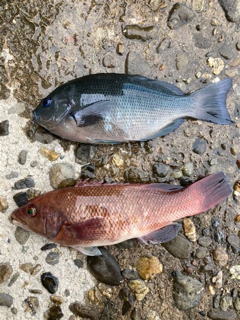 グレ釣り 大阪府 岬町 その他餌釣り サバ 陸っぱり 釣り・魚釣り 釣果情報サイト カンパリ