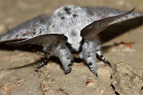 Großer Gabelschwanz Bild bestellen Naturbilder bei Wildlife Media