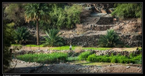 Farming Oman – David A Lockwood