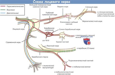 Седалищный нерв схема