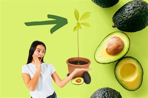 Pianta Di Avocado Dal Seme Non Servono Bicchieri O Stuzzicadenti Il