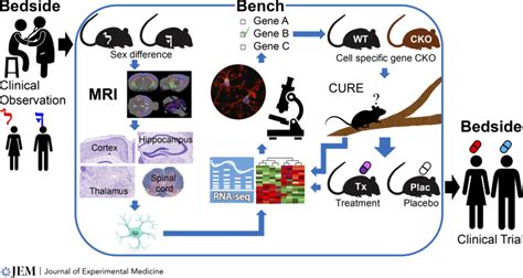 Bedside To Bench To Bedside To Study Sex Differences In Download
