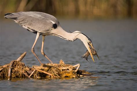 Fiches animaux Le héron cendré