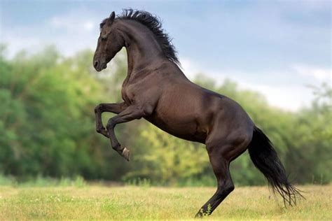 Caballo Se Descontrola En Desfile En Chiquimula