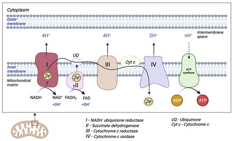 Antioxidants Free Full Text Mitochondrial Dysfunction Oxidative