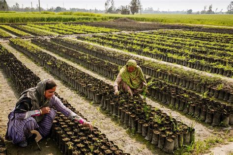 Tree Planting Projects Felix Mobile