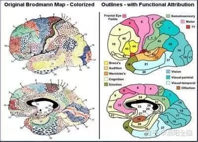 全脑教育脑功能与脑图谱 知乎