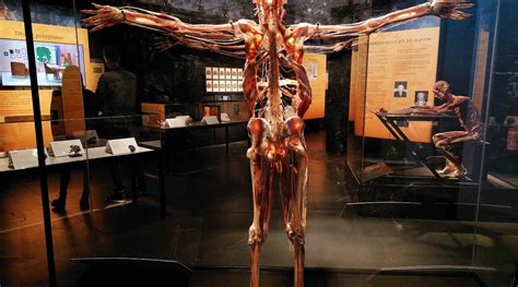 Where Is Body Worlds In Caty Petunia