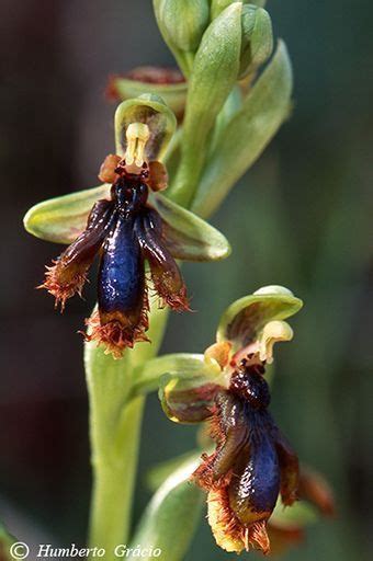 Pin By Alta Hechter On Orchids Strange Flowers Unusual Flowers