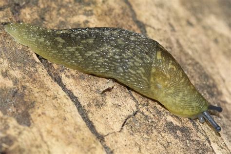 Yellow Cellar Garden Slug Limax Flavus Wild Columbia County