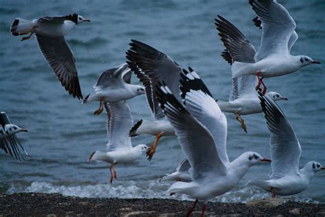 A Flock of Seagulls · Free Stock Photo