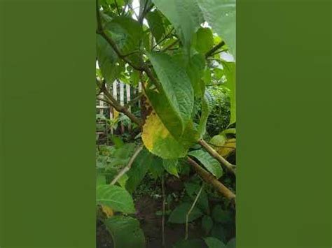 Manfaat tanaman trichanthera gigantea #short - YouTube