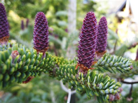 Purple Pine Cones Aso Flickr