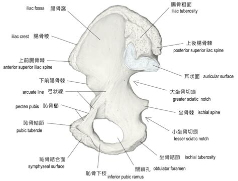 Visual Anatomy 視覚解剖学