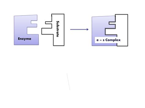 Ppt Specificity Of Enzymes Powerpoint Presentation Free Download Id 4441779