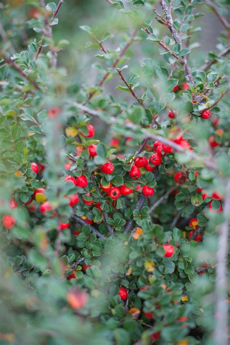 COTONEASTER CRANBERRY For Sale in Boulder Colorado