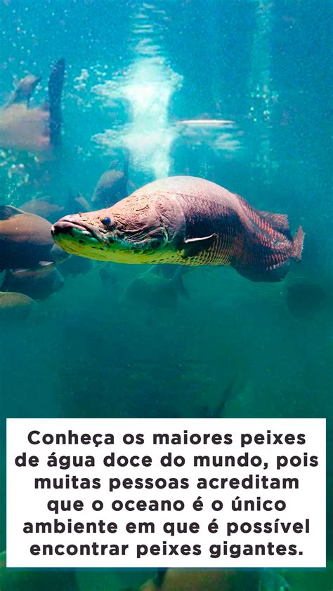 Top Maiores Peixes De Gua Doce Do Mundo Blog Do Pescador