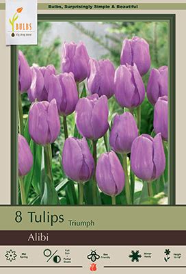 Tulip Tulipa Triumph Alibi From Netherland Bulb