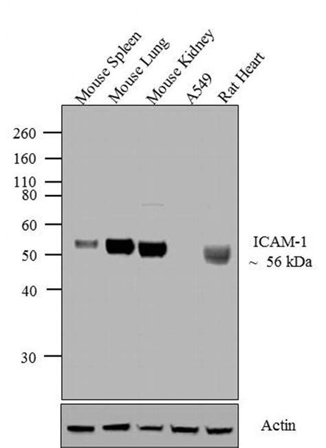 Icam Monoclonal Antibody A Invitrogen G Unconjugated