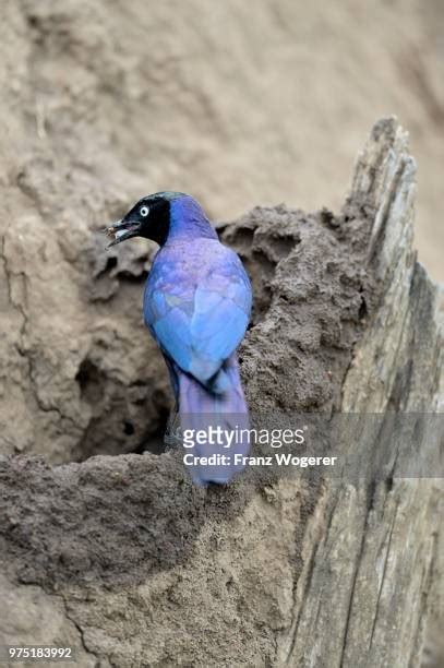 362 European Starling Nest Stock Photos, High-Res Pictures, and Images ...