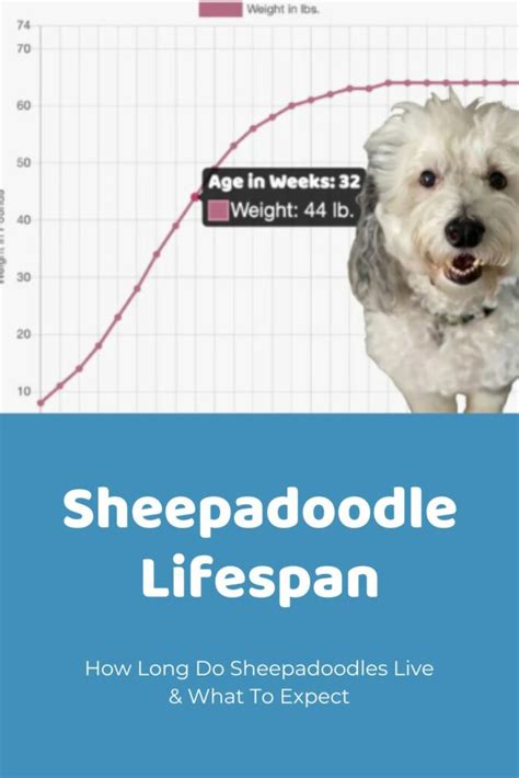 Sheepadoodle Size Charts: Toy, Mini, Medium & Standard Sheepadoodles