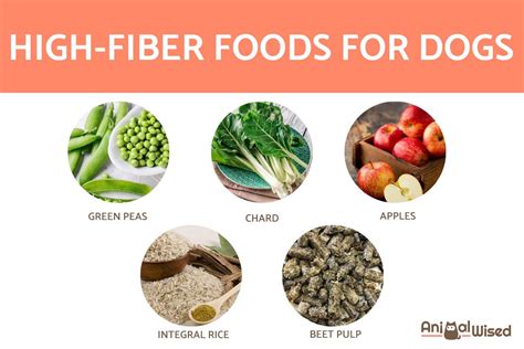 Dietary Fiber For Dogs Importance Recommended Foods And Supplements