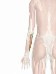 M Sculo Cubital Anterior