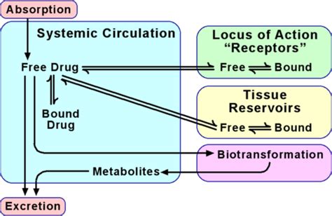 Drug Absorption And Distribution Flashcards Quizlet