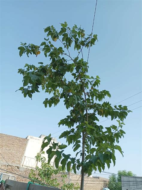 trees - Mulberry new growth leaves curling down - Gardening ...