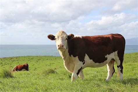 Royalty Free Beef Cattle Pictures Images And Stock Photos Istock