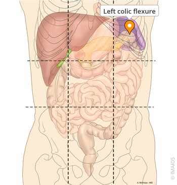 Left colic flexure - e-Anatomy - IMAIOS