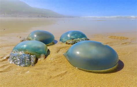 Record Numbers Of Blue Blubber Jellyfish Wash Up On Eastern Cape Beaches