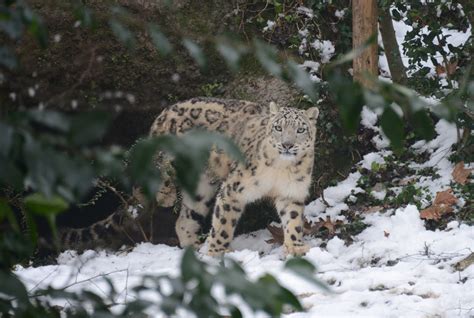 La Magia Della Prima Neve Dell Anno Al Parco Natura Viva News Petme