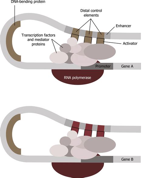 Gene Regulation And The Cell Cycle Cell Biology Genetics And