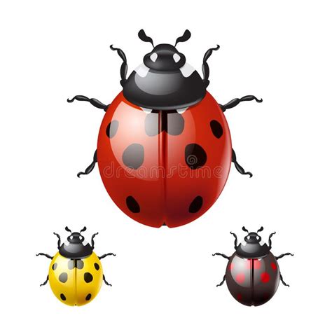 Realistic Ladybugs Stock Illustrations 125 Realistic Ladybugs Stock Illustrations Vectors