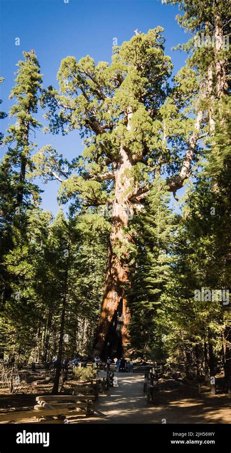 Grizzly Giant Sequoia tree Stock Photo - Alamy