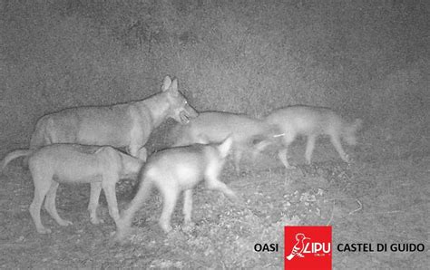 Vicino Alle Spiagge Di Roma Una Colonia Di Lupi Le Foto Dei Cuccioli