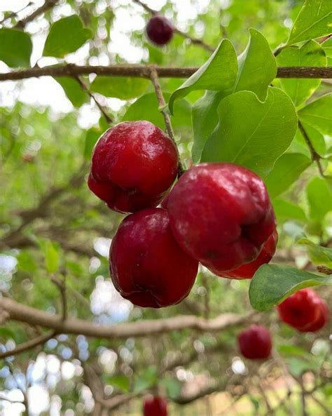 Acerola Frukt Gratis Foto P Pixabay Pixabay