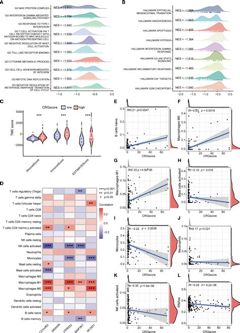 Frontiers Identification Of A Novel Cuproptosis Related Gene