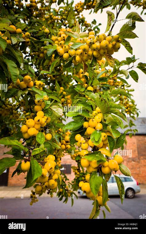 Golden yellow fruit on an ornamental crab-apple tree featuring in an ...