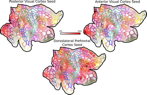 Topographic Mapping As A Basic Principle Of Functional Organization For Visual And Prefrontal